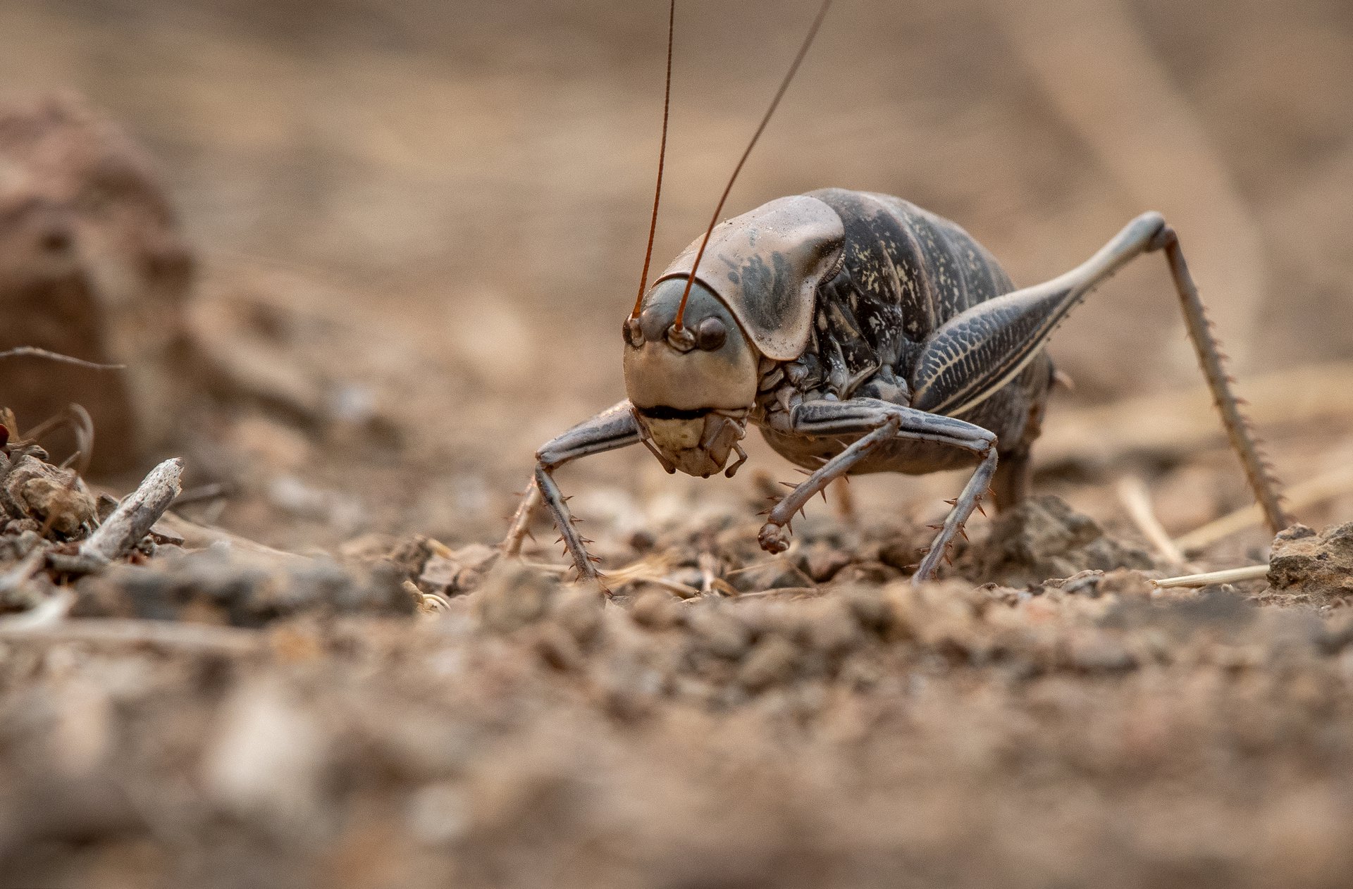 Mormon Cricket